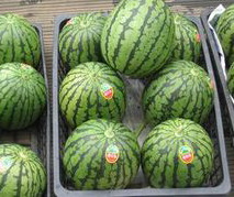 特産品川口産スイカ
